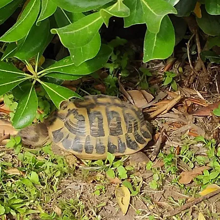 Il Giardino Sul Mare *